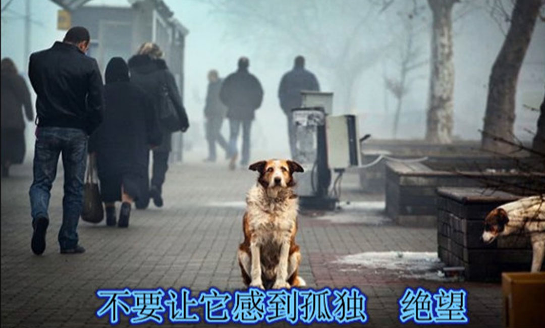 海淀海淀爱影圈微博微信转发案例